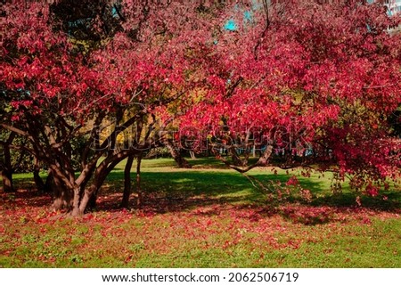 background image of a branched tree with red leaves. autumn in the park. red leaves .Selective focus.