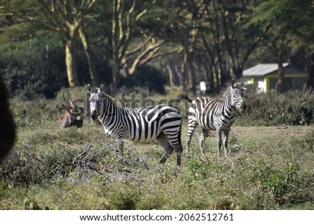 Zebras in their natural habitat