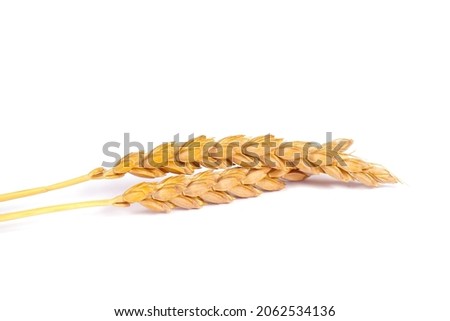 a bright closeup of a bunch of golden ripe dinkel hulled wheat Spelt Spelt (Triticum spelta dicoccum) rye grain relict crop health food ready for harvest isolated on white Royalty-Free Stock Photo #2062534136
