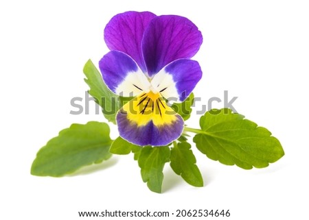Wild pansy flower isolated on white background