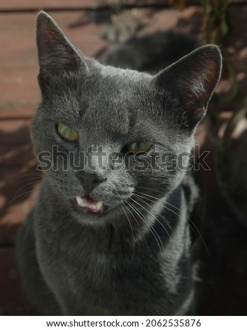 Close-up muzzle of a gray cat with yellow eyes, a long black mustache, a gray nose. The cat is meowing, open mouth, pink tongue and teeth. Concept for veterinary clinic. Selective focus.