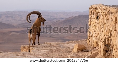 Male Nubian ibex standing on the edge of the world's largest erosion crater, known as the Makhtesh Ramon, in the settlement Mitzpe Ramon, Negev Desert, Israel. Royalty-Free Stock Photo #2062547756