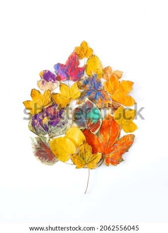 Natural autumn yellow leaves painted with purple orange blue and pink colour  arranged in leaf shape against white background. Minimal fall idea. Flat lay.