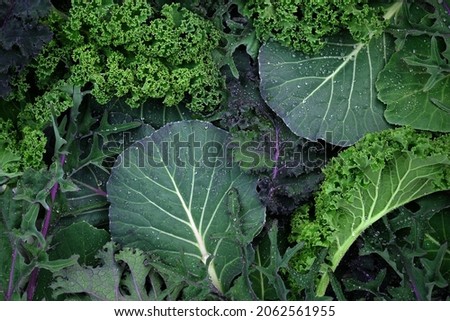 Leaves of different types of kale cabbage top view background. Beautiful bright natural background. Leaves of different sizes and colors close-up. Greens for making salad, detox. varieties of cabbage  Royalty-Free Stock Photo #2062561955