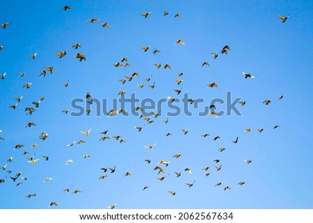 A flock of pigeons in a blue sky, a free bird.