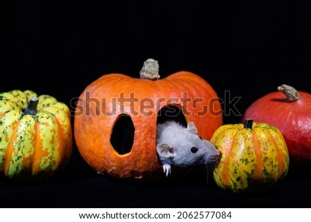 A gray rat looking out of an eye of a carved orange pumpkin; halloween pumpkins with a mouse on black background
