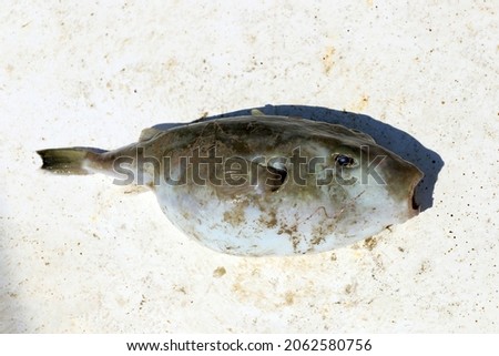 Lagocephalus sceleratus commonly known as the silver-cheeked toadfish, is an extremely poisonous marine bony fish in the family Tetraodontidae (puffer fishes). Royalty-Free Stock Photo #2062580756