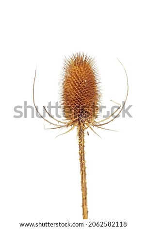 macro closeup of pretty dry prickly cone with spines of Dipsacus fullonum wild teasel, teazel teazle invasive decorative weed species isolated on white 