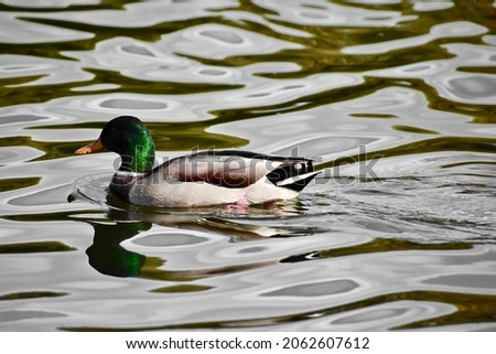 Mallard Duck at Colwick Park
