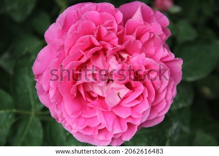 Pink Rose picture during Spring in Sharazur (Kurdistan Region of Iraq)