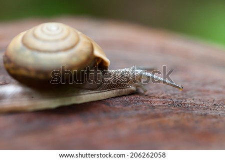 Snail crawling on pine-tree stump,Thailand