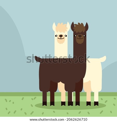 exotic llamas animal in the grass