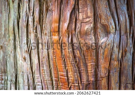 the texture of the bark of a tree in the Botanical Garden of Batumi