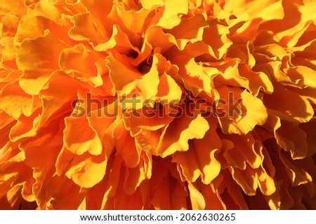 Macro of the delicate orange petals on a marigold flower