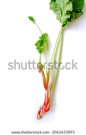 Red and green stems with inflorescence and leaves of rhubarb. Fresh pieplant isolated on a white background.