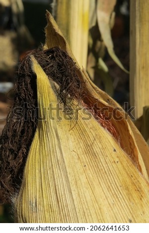 Closeup of Ear of Corn on Stalk