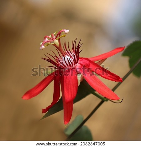 Red passion flower with chocolate color background
