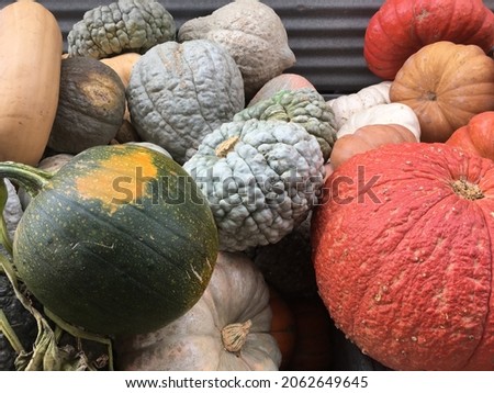 Pumpkin Fall Harvest in California