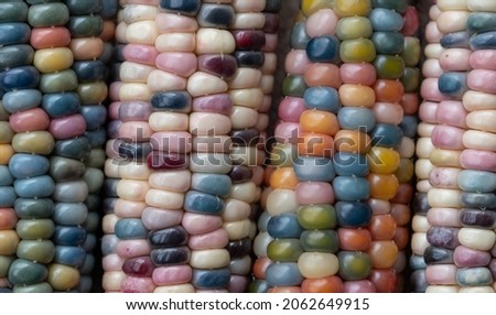 Zea Mays gem glass corn cobs with rainbow coloured kernels, grown on an allotment in London UK. Royalty-Free Stock Photo #2062649915