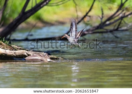 A Spotted Sandpiper in a mid air leap as it follows its female mate back to shore after mating in the water.