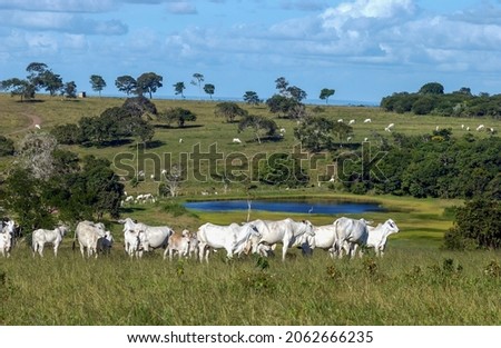 Livestock. Nellore cattle in Bananeiras, Paraíba, Brazil Royalty-Free Stock Photo #2062666235