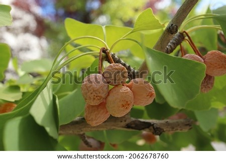 Ginkgo biloba ripe seeds covered with fleshy, wrinkled seed coat.