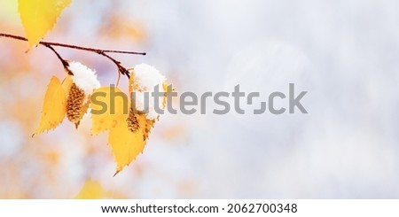 Yellow leaves and catkins of birch tree covered first snow. Winter or late autumn scene, beautiful nature frozen leaf on blur background, it is snowing. Natural seasonal branches of tree close up