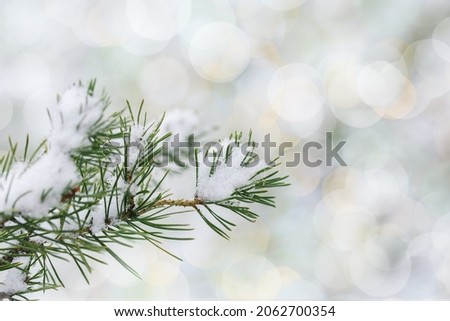 Snowy winter fir or pine branches with needles with hoarfrost, frozen conifer twigs close-up on blurred background with copy space and bokeh. Natural landscape as backdrop for Christmas holidays