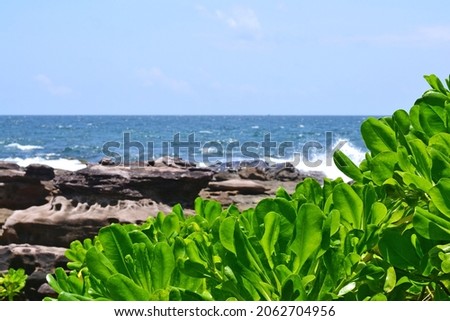 Dense undergrowth of Sea Lettuce with bright green leaves, illuminated by the sun, against a blurred background of the sea