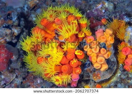 yellow sea anemone, Tubastraea, also known as sun coral or sun polyps, is a genus of coral in the phylum Cnidaria. It is a cup coral in the family Dendrophylliidae. Royalty-Free Stock Photo #2062707374