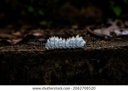 White worm lives in the forest of Nan Province, Thailand, around Sapan Waterfall.