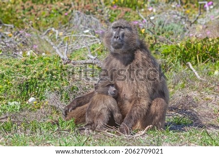 A female chacma baboon nursing her baby in Table Mountain National Park, South Africa.