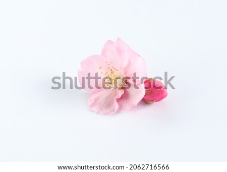 A flower and a bud of Kawazu cherry blossom are placed on a white background.