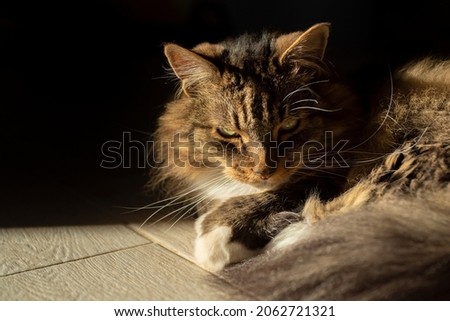 Close-up portrait of a beautiful fluffy domestic cat on a black background.