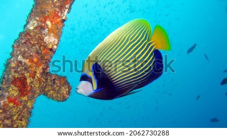 The emperor angelfish is a species of marine angelfish. It is a reef-associated fish, native to the Indian and Pacific Oceans, from the Red Sea to Hawaii and the Austral Islands.