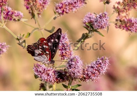 Butterfly on a green leafy plant.