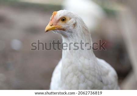 Portrait of white hen isolated on gray background of countryside farm.Close up chicken with small scallop and the yellow beak is smeared in the ground is on chicken coop territory.Copy space for text 