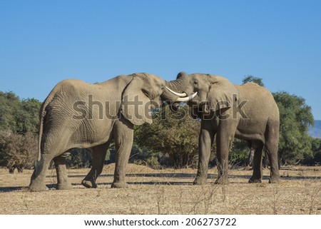 Two African Elephant bulls play-fighting