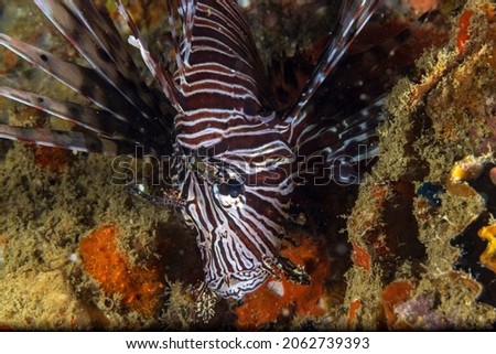 The red lionfish (Pterois volitans) is a venomous coral reef fish in the family Scorpaenidae