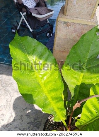 leaves from ornamental plants in front of the house