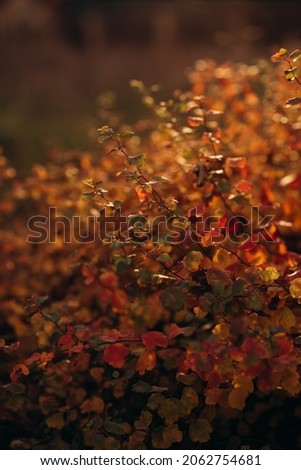 Beautiful colorful splash with autumn leaves