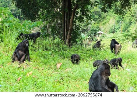 a group of monkeys who live in the wild, sometimes they go down to the side of the road to just wait for food from road users. This picture was taken on the Trans Sulawesi road to Palu City, Indonesia