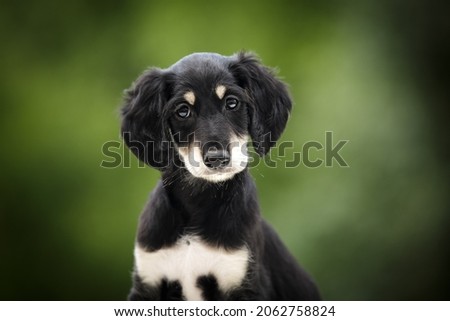 Saluki puppy persian sighthound dog outdoor portrait