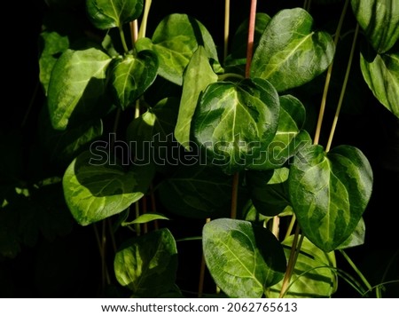 Bigleaf periwinkle. vinca major. waxy leaves in macro view. long tendrils and stems. lush green garden scene. nature and landscaping concept. isolated bright green leaves on dark background.