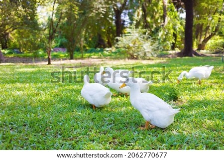 Crowd of Yi-Liang ducks who have white color and yellow platypus are walking on green field as natural garden for their foraging.