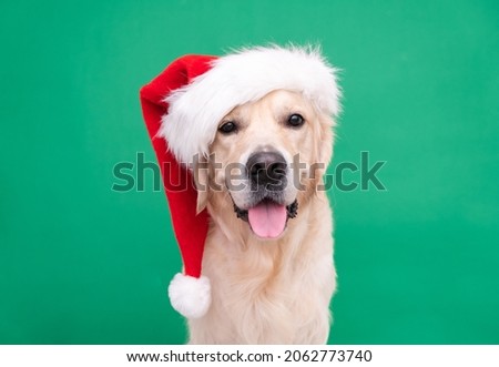 Golden Retriever in Santa Claus hat sits on a green background. Christmas card with dog with place for text
