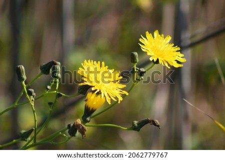 Perennial sowthistle in bloom close-up view with blurred background