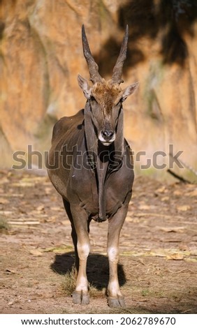 male eland in zoo, biggest antelope Royalty-Free Stock Photo #2062789670