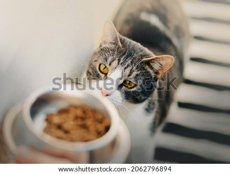 A cute striped hungry domestic cat with yellow eyes looks at a bowl of food that the owner gives him. Feeding a pet with delicious food. Royalty-Free Stock Photo #2062796894