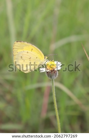 picture of butterfly perched on flower